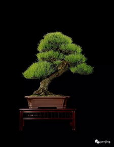 關(guān)于松樹代表長(zhǎng)壽的詩(shī)句