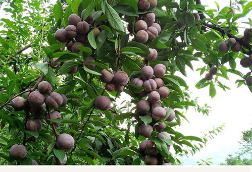 桃紅梨白詩句古詩