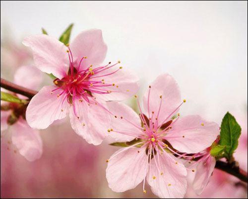 關(guān)于桃花與美女的詩句