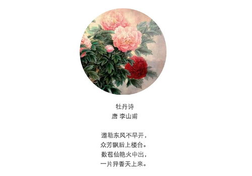 有關(guān)于贊美牡丹的詩(shī)句