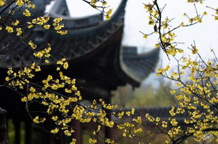 關(guān)于雨中賞梅的詩(shī)句