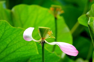 關(guān)于暴風(fēng)雨后荷花的詩句