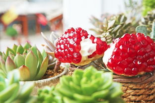 石榴,詩句,果實(shí)