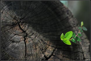 表達枯木逢春的古詩句