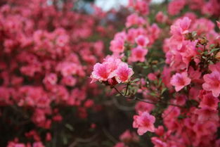 杜鵑,詩(shī)句,有名