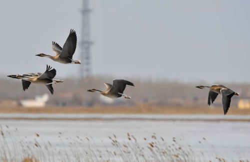 關(guān)于秋天大雁的詩句