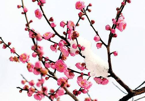 描寫(xiě)冬天雪景的詩(shī)句古詩(shī),贊美第一場(chǎng)雪景的詩(shī)句古詩(shī),贊美家鄉(xiāng)雪景的詩(shī)句古詩(shī)