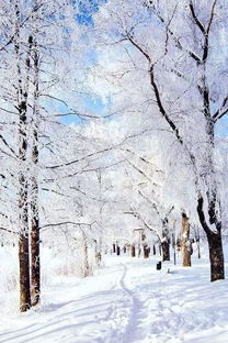 詩句,詩意,有哪些,于雪