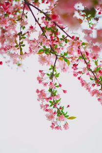 春雨,櫻花,詩句,唯美