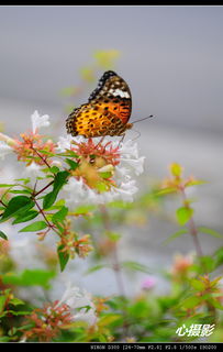 蝴蝶的詩(shī)句古詩(shī)詞,描寫(xiě)蝴蝶的詩(shī)句古詩(shī),蝴蝶的詩(shī)句古詩(shī)詞小學(xué)