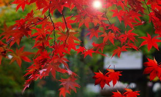 秋天關(guān)于楓葉詩句古詩