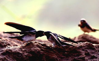 母愛,詩句,燕子