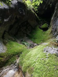 關(guān)于魚谷洞的詩句