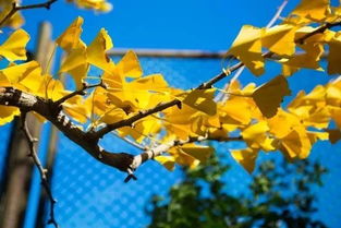 寫一首關(guān)于秋天的詩句是什么