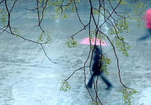 關(guān)于感情替代品的句子,感情的替代品,替代品的詩句