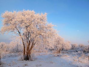 關(guān)于梨花的古詩句,梨花桃花的古詩句,描寫梨花的古詩句