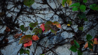 關(guān)于爬墻虎的詩(shī)句