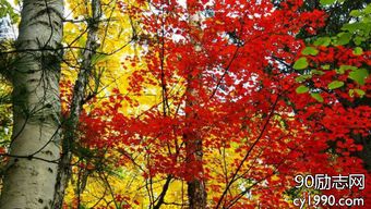 描寫秋天的古詩句句