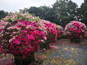 有關(guān)于三角梅的詩句