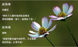 關(guān)于波斯菊的詩(shī)句