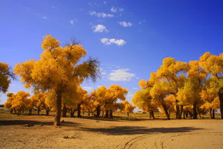 關(guān)于胡楊的唯美詩句