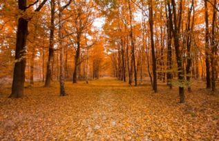 關于秋天離別的詩句