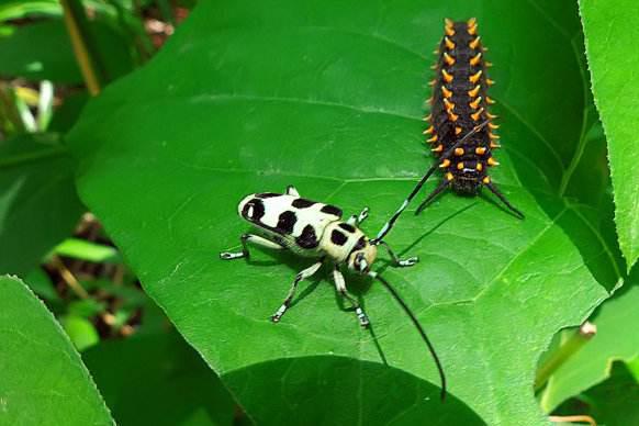 有關于蟲子豐收的詩句