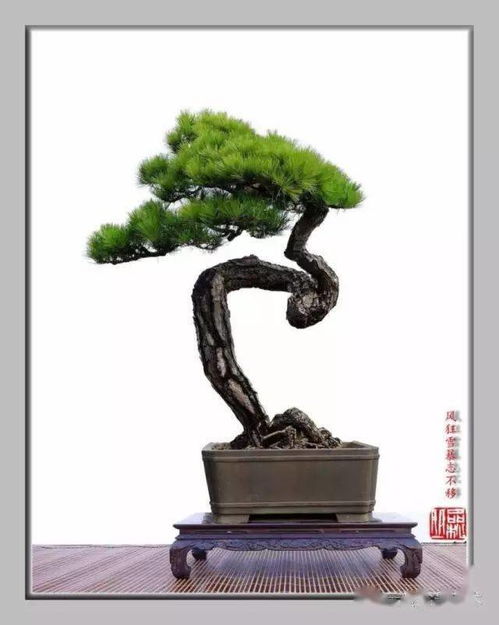 松樹,詩句,表現(xiàn)