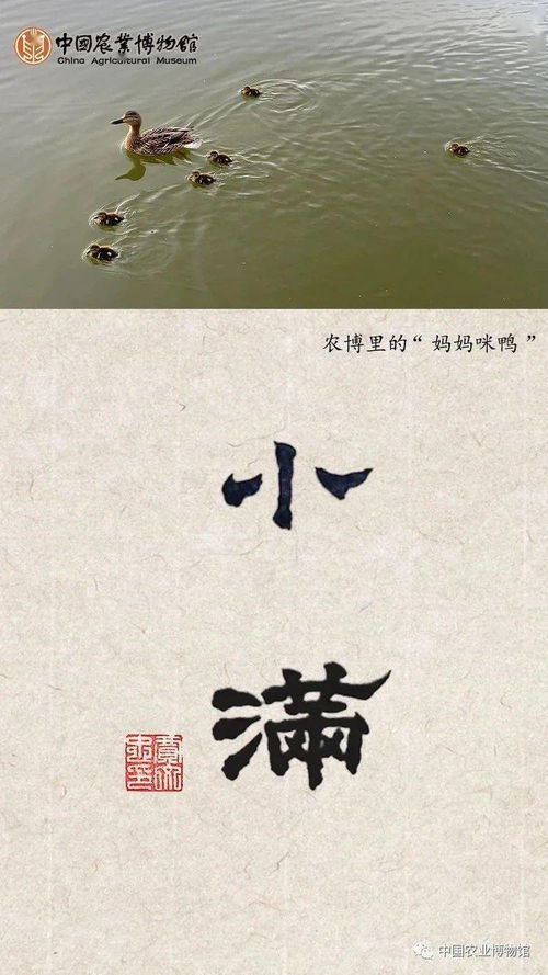 小滿,古詩,詩句
