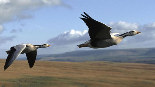 關(guān)于大雁斑頭雁的詩(shī)句