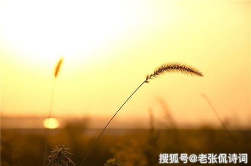 思鄉(xiāng),古詩,秋日,詩句