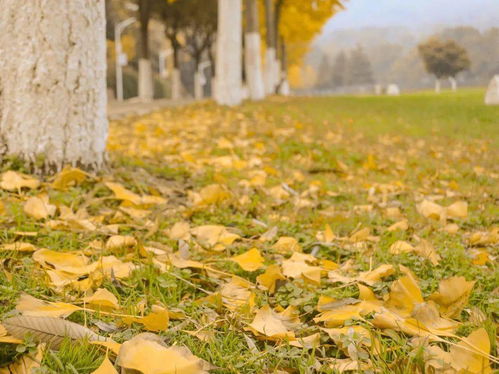 落葉的古詩句,描寫落葉的古詩句,關(guān)于秋天落葉的古詩句