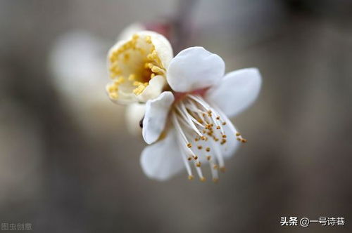 關(guān)于寫(xiě)梅花的詩(shī)句古詩(shī)大全