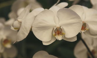 關(guān)于春天樹木茂盛的詩句