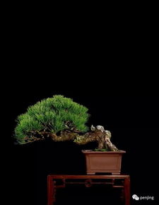 松樹代表長(zhǎng)壽嗎,為什么松樹代表長(zhǎng)壽,比喻松樹長(zhǎng)壽詩(shī)句