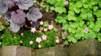 詩句,科學(xué)知識,含有