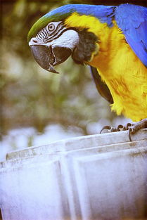 鸚鵡,古詩,詩句