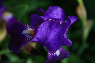 關(guān)于鳶尾花的詩句