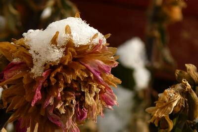 關(guān)于雪菊的詩(shī)句古詩(shī)