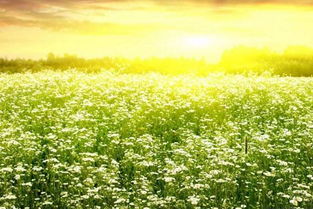 關(guān)于草綠的詩(shī)句古詩(shī)