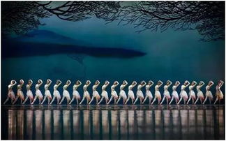 關于描寫朱鹮的詩句