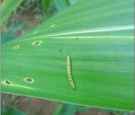 詩(shī)句,發(fā)生,黏蟲大