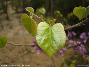 關(guān)于初春的新葉的詩(shī)句