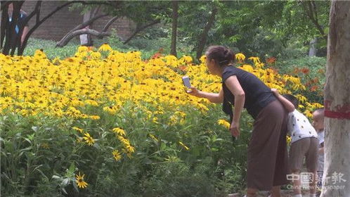 關(guān)于花草爭相開放的詩句