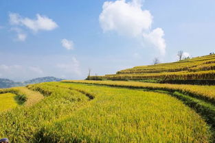 形容谷子成熟的詩句,贊美谷子成熟豐收的詩句,描寫秋天谷子成熟的詩句