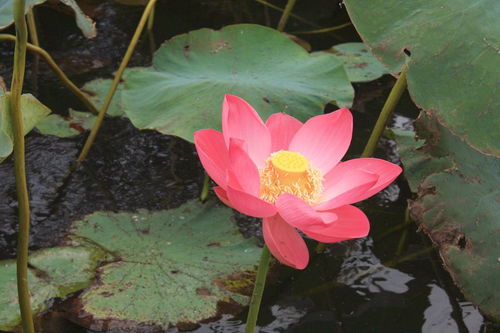 關(guān)于蓮花的詩(shī)句標(biāo)明作者出處