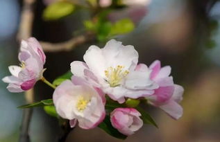 關(guān)于描寫海棠花的古詩句