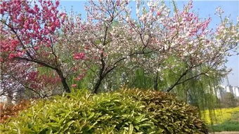 關(guān)于夏天的詩句和成語