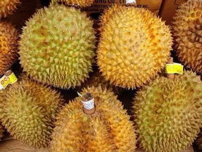 關(guān)于榴蓮的詩句作者