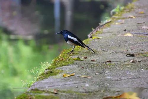 關于鳥兒叫的詩句